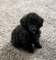 Chloe, a female Poodle - Toy  for sale in Sanford, CO – 2 of 4