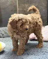 Barbie, a female Poodle - Toy  for sale in Sanford, CO – Photo 7 of 7