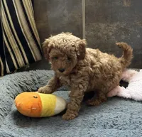 Barbie, a female Poodle - Toy  for sale in Sanford, CO – Photo 5 of 7