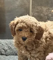 Barbie, a female Poodle - Toy  for sale in Sanford, CO – Photo 1 of 7