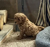 Barbie, a female Poodle - Toy  for sale in Sanford, CO – Photo 2 of 7