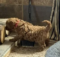 Barbie, a female Poodle - Toy  for sale in Sanford, CO – Photo 3 of 7