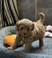 Barbie, a female Poodle - Toy  for sale in Sanford, CO – Photo 4 of 7