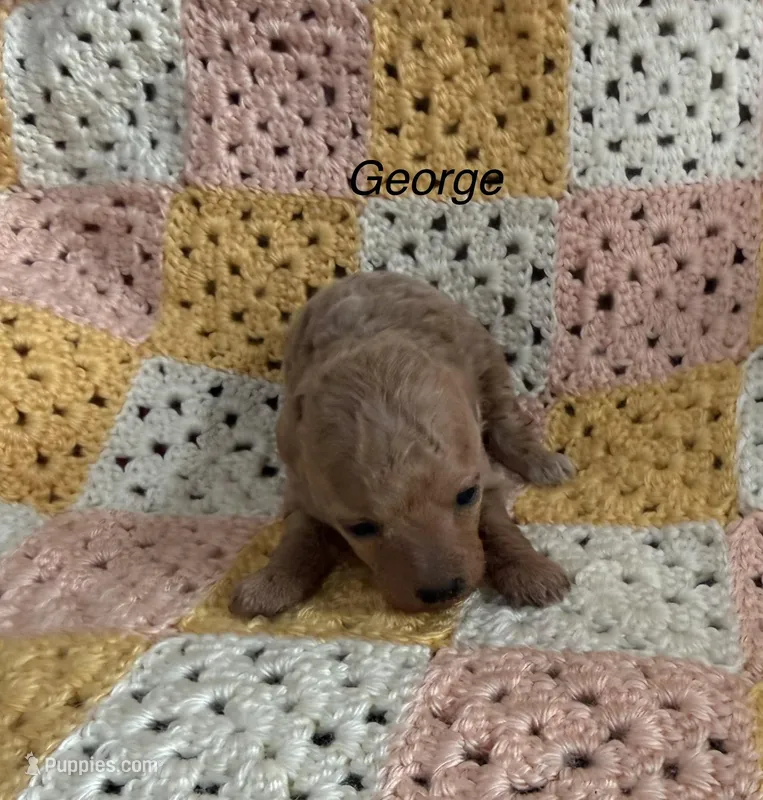 George – Poodle - Toy  puppy for sale in Sanford, CO