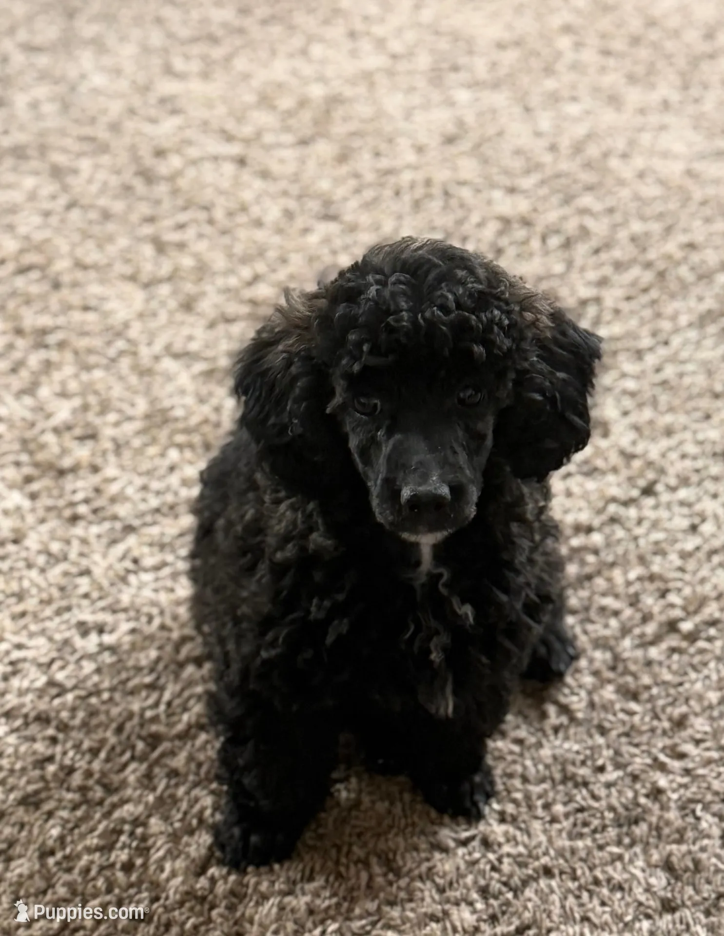 Chloe – Poodle - Miniature  puppy for sale in Sanford, CO