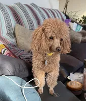 Jennie, a female Poodle - Toy  for sale in Sanford, CO – 8 of 8