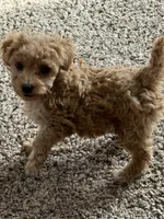 Sheldon, a male Poodle - Toy  for sale in Sanford, CO – 4 of 5