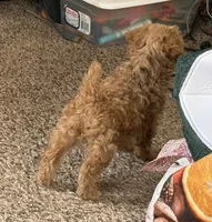 Sheldon, a male Poodle - Toy  for sale in Sanford, CO – 3 of 5