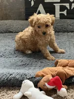 Sheldon, a male Poodle - Toy  for sale in Sanford, CO – 5 of 5
