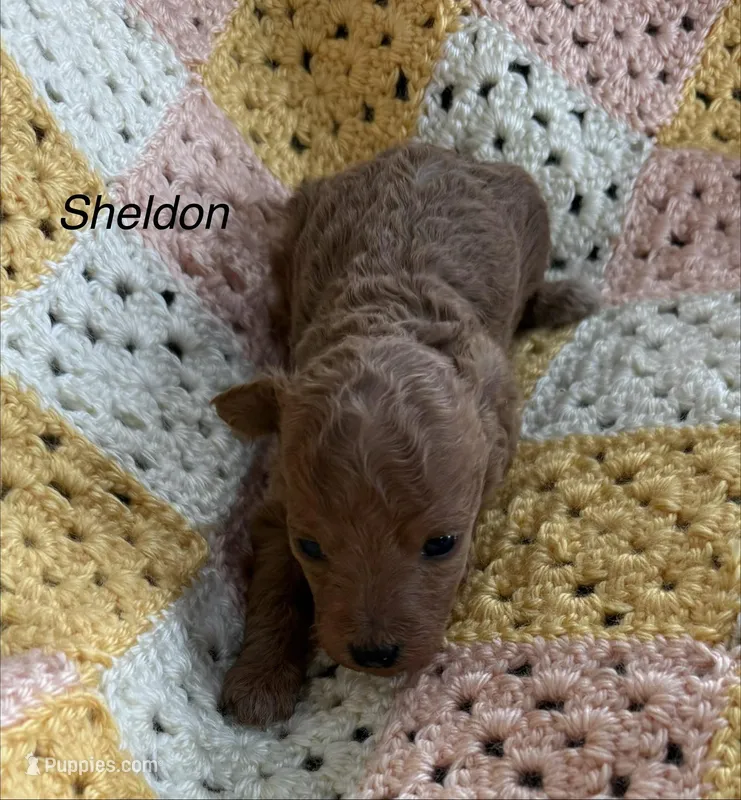 Sheldon – Poodle - Toy  puppy for sale in Sanford, CO