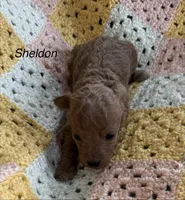 Sheldon, a male Poodle - Toy  for sale in Sanford, CO – 2 of 5