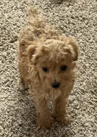 Sheldon, a male Poodle - Toy  for sale in Sanford, CO – 1 of 5