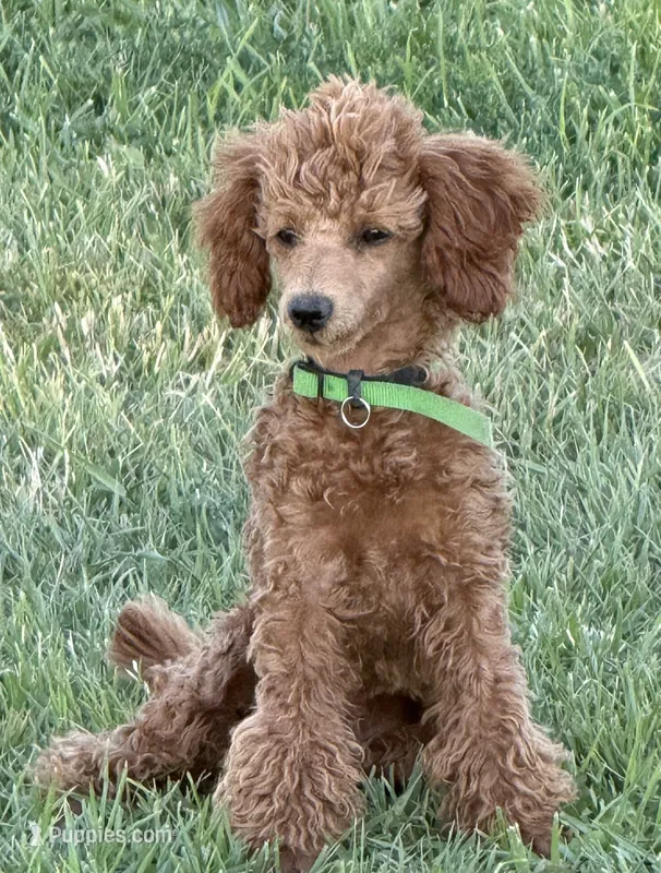 Barbie – Poodle - Toy  puppy for sale in Sanford, CO