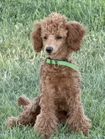 Barbie, a female Poodle - Toy  for sale in Sanford, CO – 1 of 4