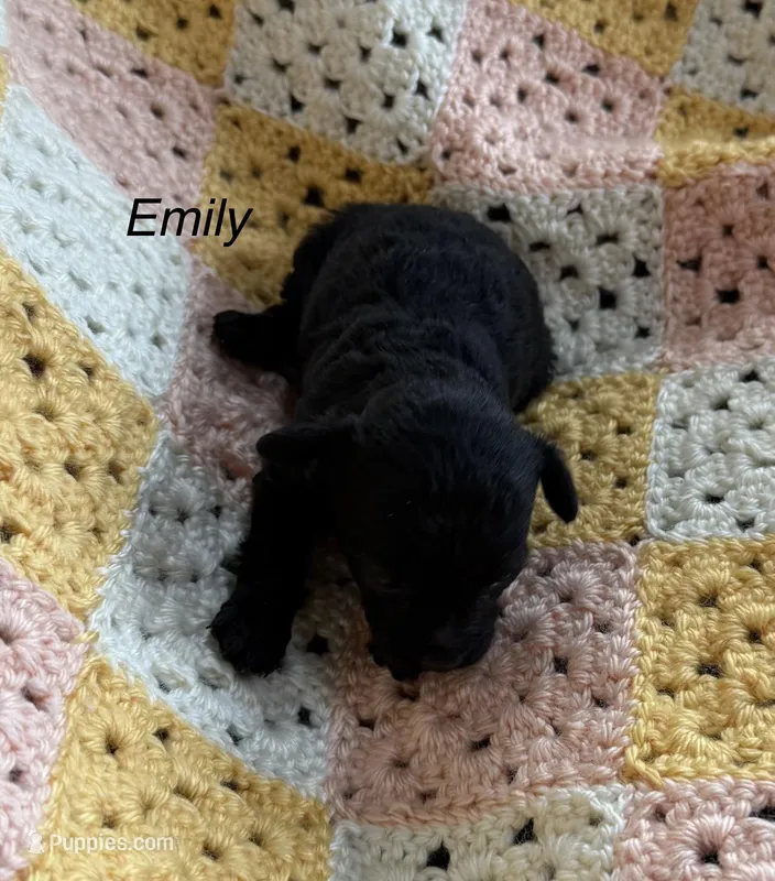 Emily – Poodle - Toy  puppy for sale in Sanford, CO