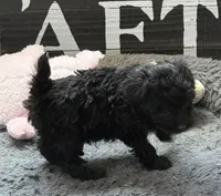 Emily, a female Poodle - Toy  for sale in Sanford, CO – 3 of 3
