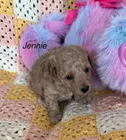 Jennie, a female Poodle - Miniature  for sale in Sanford, CO – Photo 2 of 7