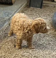 Jennie, a female Poodle - Miniature  for sale in Sanford, CO – Photo 7 of 7