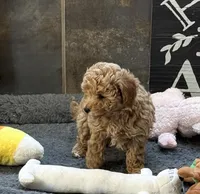 Jennie, a female Poodle - Miniature  for sale in Sanford, CO – Photo 5 of 7