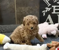 Jennie, a female Poodle - Miniature  for sale in Sanford, CO – Photo 6 of 7