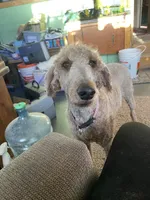 Sadie, a female Poodle - Standard  for sale in Sanford, CO – Photo 2 of 5