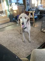 Sadie, a female Poodle - Standard  for sale in Sanford, CO – Photo 5 of 5