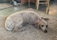 Sadie, a female Poodle - Standard  for sale in Sanford, CO – Photo 1 of 5