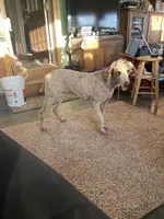 Sadie, a female Poodle - Standard  for sale in Sanford, CO – Photo 4 of 5