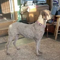 Sadie, a female Poodle - Standard  for sale in Sanford, CO – Photo 3 of 5