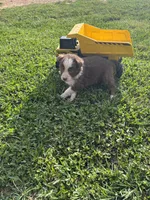 Tate, a female Australian Shepherd for sale in Lumberton, MS – Photo 2 of 4