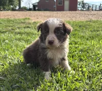 Tate, a female Australian Shepherd for sale in Lumberton, MS – Photo 1 of 4
