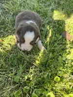 Boy 2, a female Australian Shepherd for sale in Lumberton, MS – Photo 1 of 2