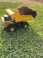 Tate, a female Australian Shepherd for sale in Lumberton, MS – Photo 3 of 4