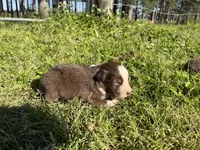 Boy 2, a female Australian Shepherd for sale in Lumberton, MS – Photo 2 of 2