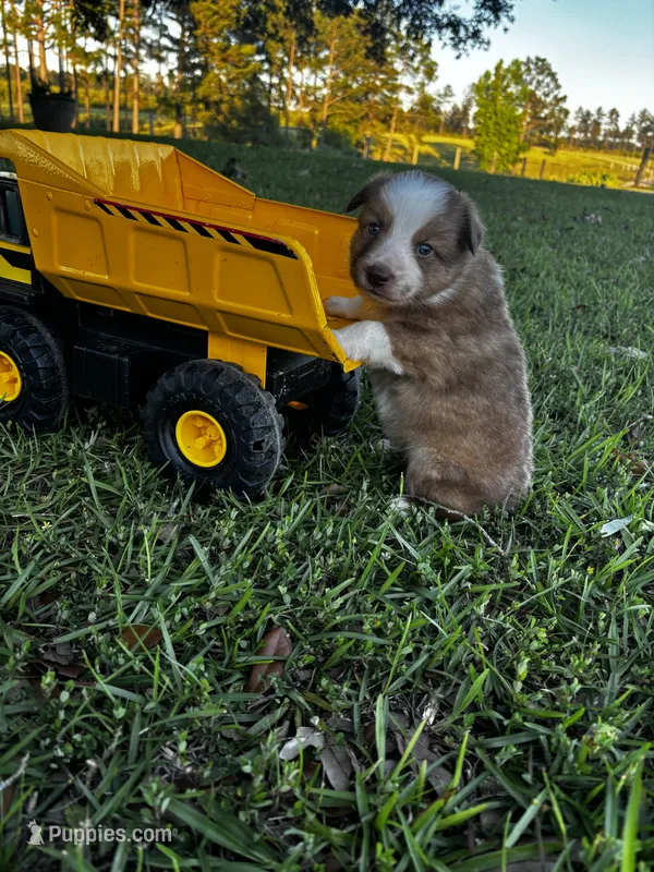  Sable Male, a male Australian Shepherd and Miniature Australian Shepherd for sale in Lumberton, MS – Photo 1 of 1