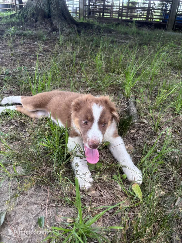 TY – Australian Shepherd puppy for sale in Lumberton, MS