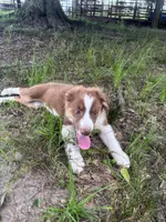 TY, a male Australian Shepherd for sale in Lumberton, MS – 1 of 5