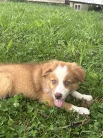Skip, a female Miniature Australian Shepherd for sale in Lumberton, MS – 2 of 5
