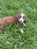 Bruce, a male Australian Shepherd for sale in Lumberton, MS – 4 of 4