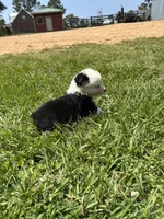 Bella, a female Miniature Australian Shepherd for sale in Lumberton, MS – Photo 4 of 4