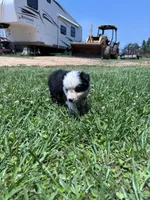 Bella, a female Miniature Australian Shepherd for sale in Lumberton, MS – Photo 2 of 4