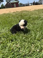 Bella, a female Miniature Australian Shepherd for sale in Lumberton, MS – Photo 3 of 4