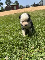 Bella, a female Miniature Australian Shepherd for sale in Lumberton, MS – Photo 1 of 4