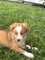  Skip, a male Australian Shepherd for sale in Lumberton, MS – 1 of 6
