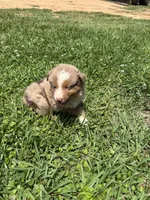 Max, a male Miniature Australian Shepherd for sale in Lumberton, MS – Photo 3 of 3