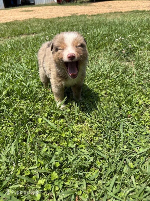 Max – Miniature Australian Shepherd puppy for sale in Lumberton, MS
