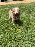 Max, a male Miniature Australian Shepherd for sale in Lumberton, MS – Photo 1 of 3