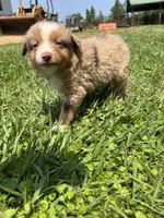 Max, a male Miniature Australian Shepherd for sale in Lumberton, MS – Photo 2 of 3