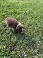 Grit, a female Australian Shepherd for sale in Lumberton, MS – Photo 5 of 6