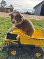 Grit, a female Australian Shepherd for sale in Lumberton, MS – Photo 3 of 6